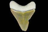 Serrated, Fossil Megalodon Tooth - Bone Valley, Florida #145081-1